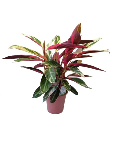 Calathea Triostar: Meraviglia d'Arredo dalle Foglie Dipinte
