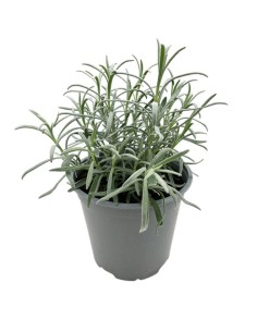 Lavanda Officinalis: Pianta Aromatica Resistente 2