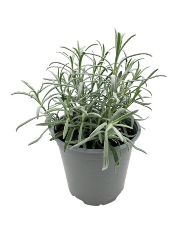Lavanda Officinalis: Pianta Aromatica Resistente