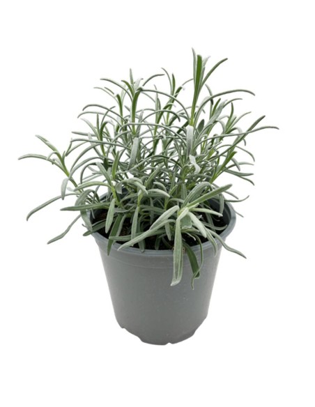 Lavanda Officinalis: Pianta Aromatica Resistente