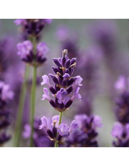 Lavanda Officinalis: Pianta Aromatica Resistente