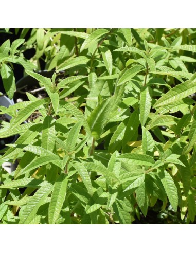 Pianta in Vaso di Lippia Citriodora: Erba Cedrina Profumata
