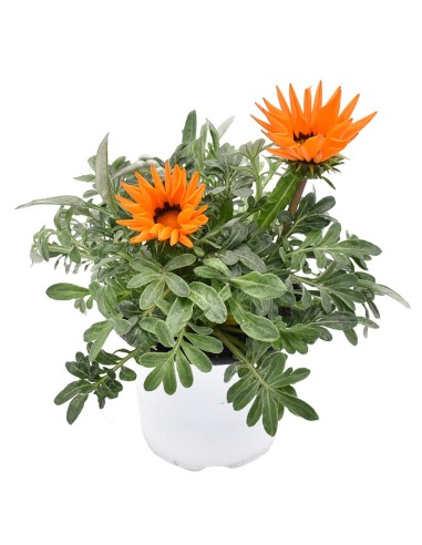 Pianta in Vaso di Gazania: Splendida Fioritura mille colori