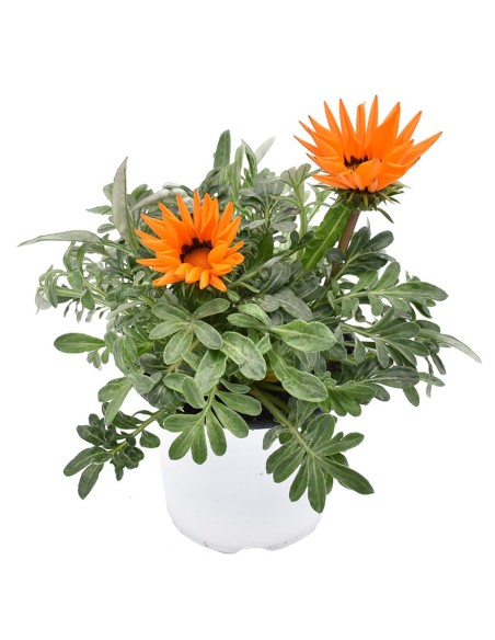 Pianta in Vaso di Gazania: Splendida Fioritura mille colori