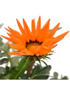 Pianta in Vaso di Gazania: Splendida Fioritura mille colori 2