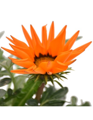 Pianta in Vaso di Gazania: Splendida Fioritura mille colori