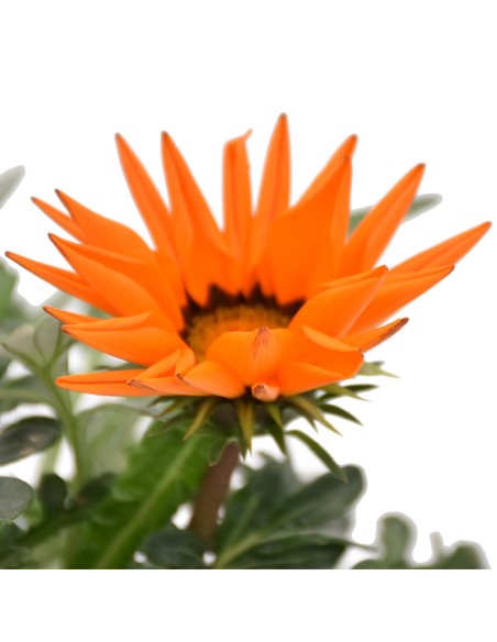 Pianta in Vaso di Gazania: Splendida Fioritura mille colori