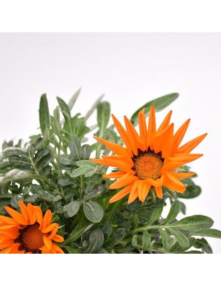 Pianta in Vaso di Gazania: Splendida Fioritura mille colori