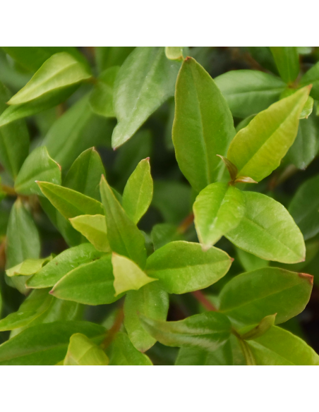 Mirto in Vaso: Pianta Aromatica Mediterranea da Sogno
