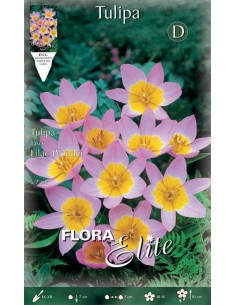Bulbi di Tulipano 'Bakeri Lilac Wonder': Eleganza Rosa