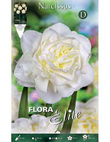 Bulbi di Narciso 'Double Obdam': Fiori Doppi Bianchi Giganti