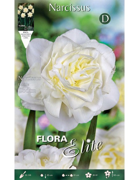 Bulbi di Narciso 'Double Obdam': Fiori Doppi Bianchi Giganti