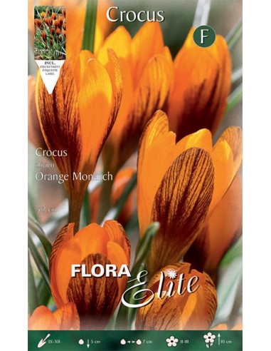 Bulbi di Crocus Olivieri 'Orange Monarch': Fiori arancioni