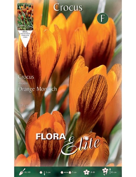 Bulbi di Crocus Olivieri 'Orange Monarch': Fiori arancioni
