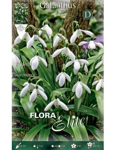 Bulbi di Galanthus 'Woronowii': I Primi Bucaneve Splendenti