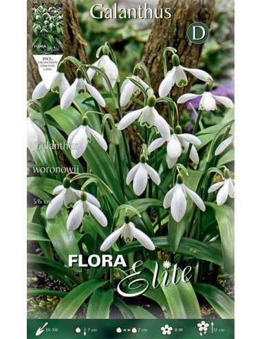 Bulbi di Galanthus 'Woronowii': I Primi Bucaneve Splendenti
