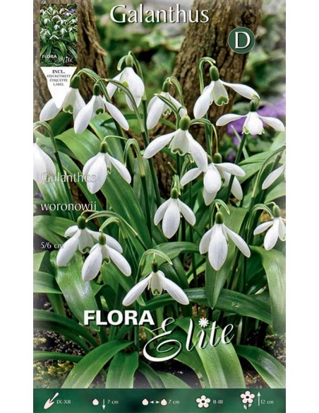 Bulbi di Galanthus 'Woronowii': I Primi Bucaneve Splendenti