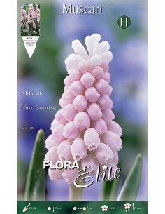 Bulbi di Muscari 'Pink Sunrise': fiori a grappolo rosa