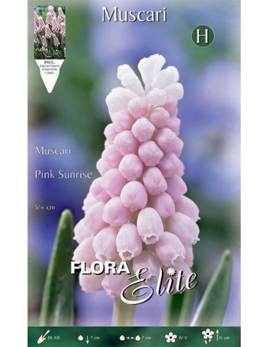 Bulbi di Muscari 'Pink Sunrise': fiori a grappolo rosa