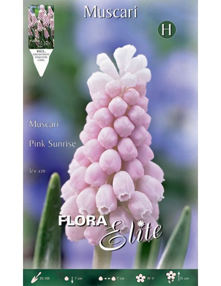 Bulbi di Muscari 'Pink Sunrise': fiori a grappolo rosa