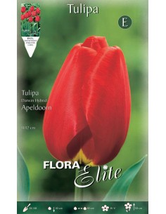 Bulbi di Tulipano 'Darwin Hybr. Apeldoorn': Rosso Maestoso