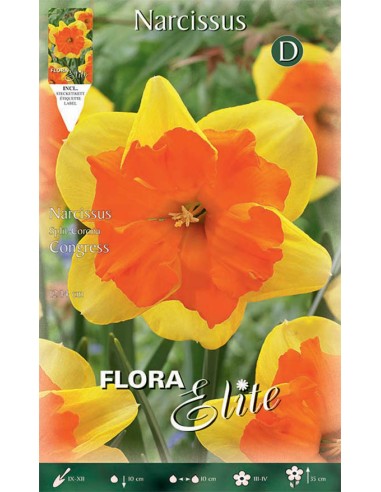 Bulbi di Narciso 'Split-Corona Congress': Fiori a Corona