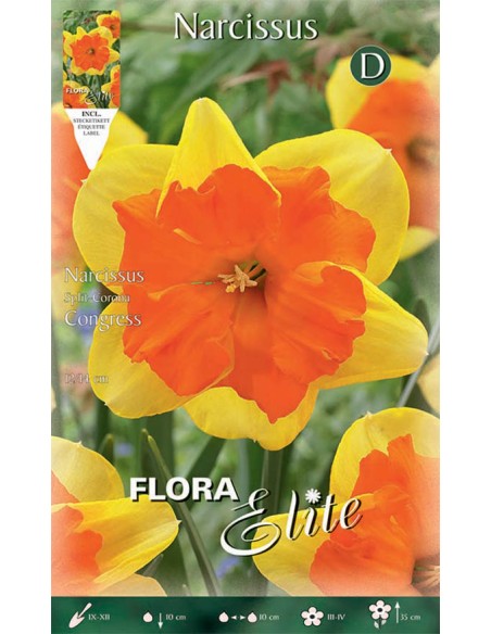 Bulbi di Narciso 'Split-Corona Congress': Fiori a Corona