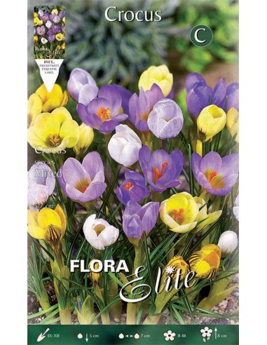 Bulbi di Crocus 'Species Mixed': Fiori precoci resistenti