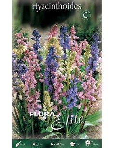 Bulbi di Giacinto Hispanica Mixed: Campane di Primavera
