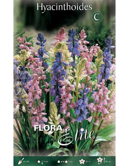 Bulbi di Giacinto Hispanica Mixed: Campane di Primavera