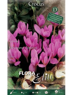 Bulbi di Crocus Kotschyanus 'Zonatus': Fiori Autunnali