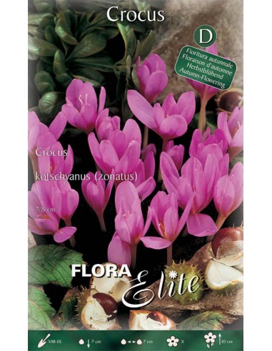 Bulbi di Crocus Kotschyanus 'Zonatus': Fiori Autunnali