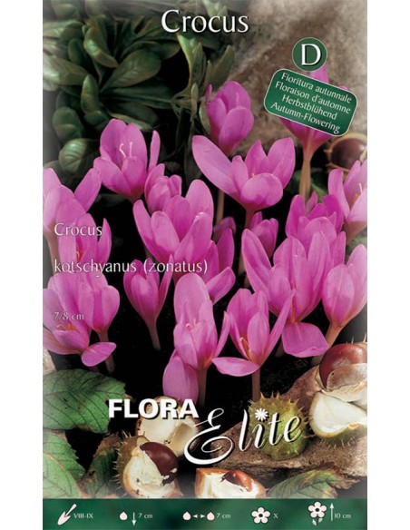 Bulbi di Crocus Kotschyanus 'Zonatus': Fiori Autunnali