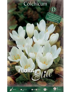 Bulbi di Colchicum 'Autumnale Album': Purezza Bianca
