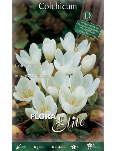 Bulbi di Colchicum 'Autumnale Album': Purezza Bianca