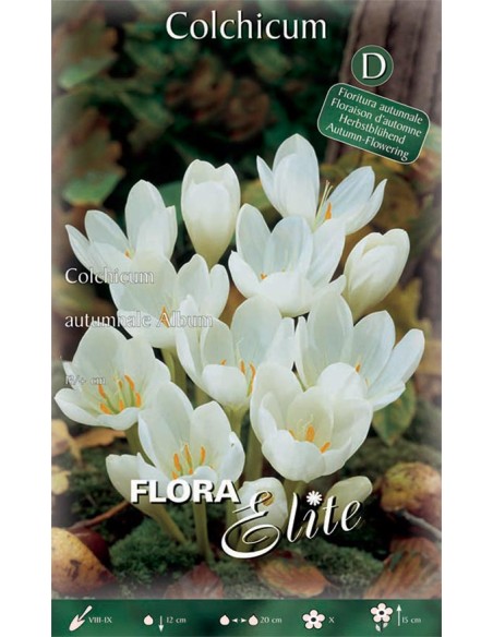 Bulbi di Colchicum 'Autumnale Album': Purezza Bianca
