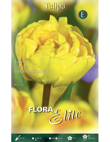 Bulbi di Tulipano ' Yellow Pompenette': Splendore Dorato