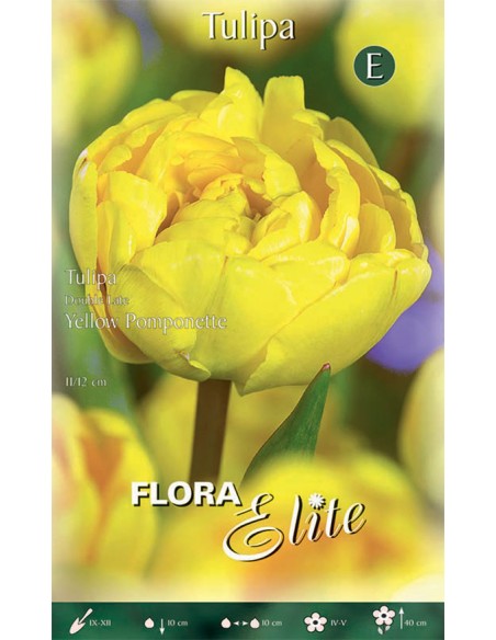 Bulbi di Tulipano ' Yellow Pompenette': Splendore Dorato
