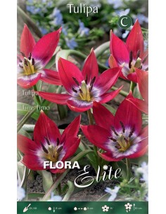 Bulbi di Tulipano 'Tiny Timo': Colori Vivaci e Fascino Nano