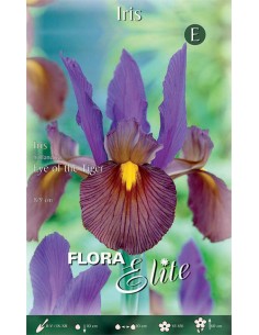 Bulbi di Iris Hollandica 'Eye of the Tiger': Fiori Esotici