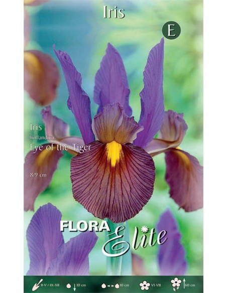Bulbi di Iris Hollandica 'Eye of the Tiger': Fiori Esotici