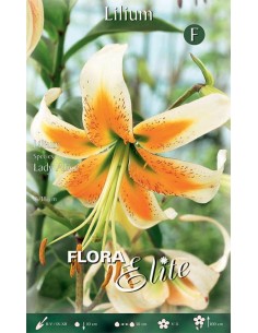 Bulbi di Lilium 'Species Lady Alice': Esotici e Profumati