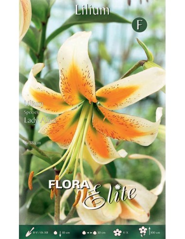 Bulbi di Lilium 'Species Lady Alice': Esotici e Profumati