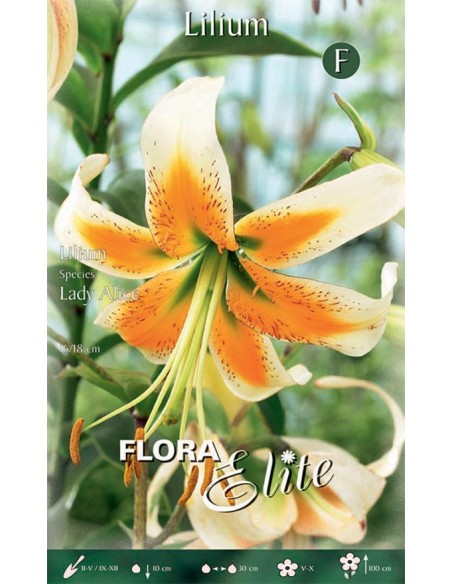 Bulbi di Lilium 'Species Lady Alice': Esotici e Profumati