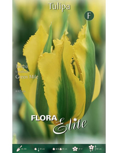 Bulbi di Tulipano 'Viridiflora Green Mile':  Fiori unici