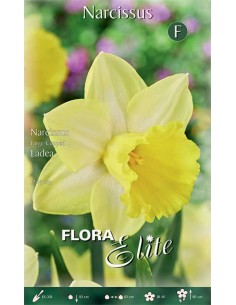 Bulbi di Narciso Large 'Cupped Ladea': Eleganza e Coppe