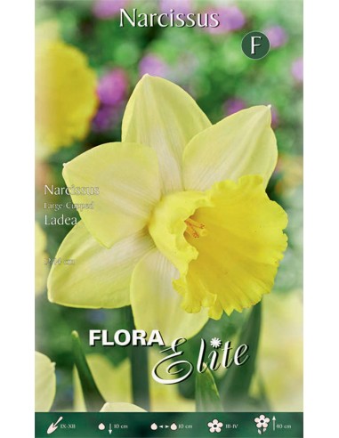 Bulbi di Narciso Large 'Cupped Ladea': Eleganza e Coppe