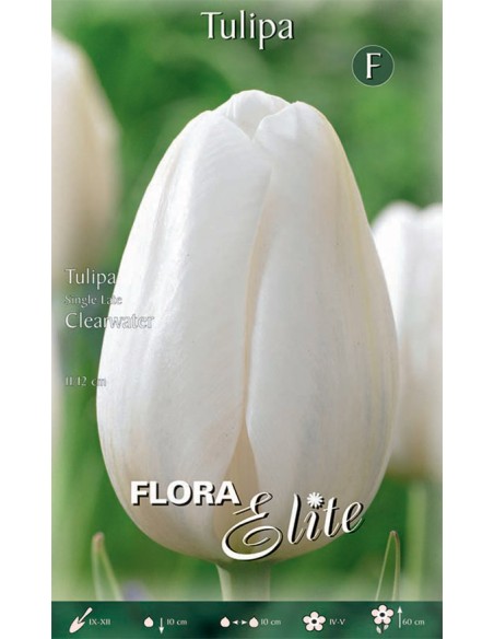 Bulbi di Tulipano 'Single Late Clearwater': Eleganza Bianca