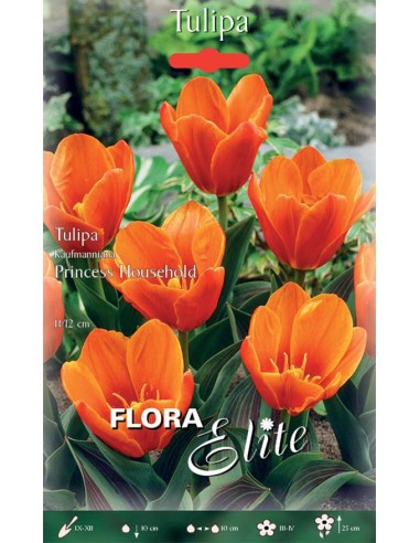 Bulbi di Tulipano 'Kaufmanniana Princess Household': Rari