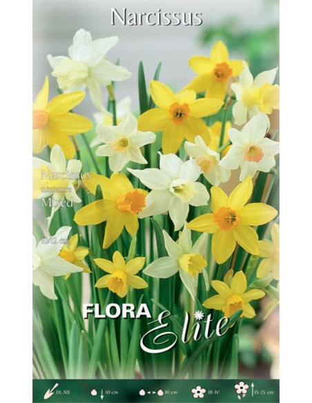 Bulbi di Narciso 'Miniature Mixed': Gioielli di Primavera